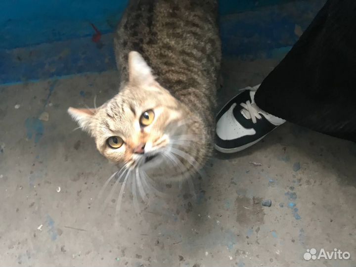 Кошечка ищет дом