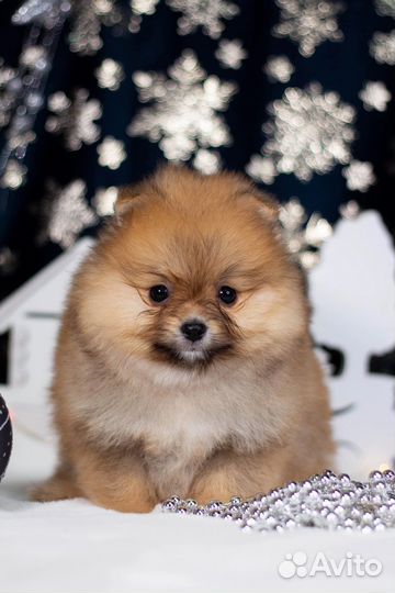 Померанцы рыжие