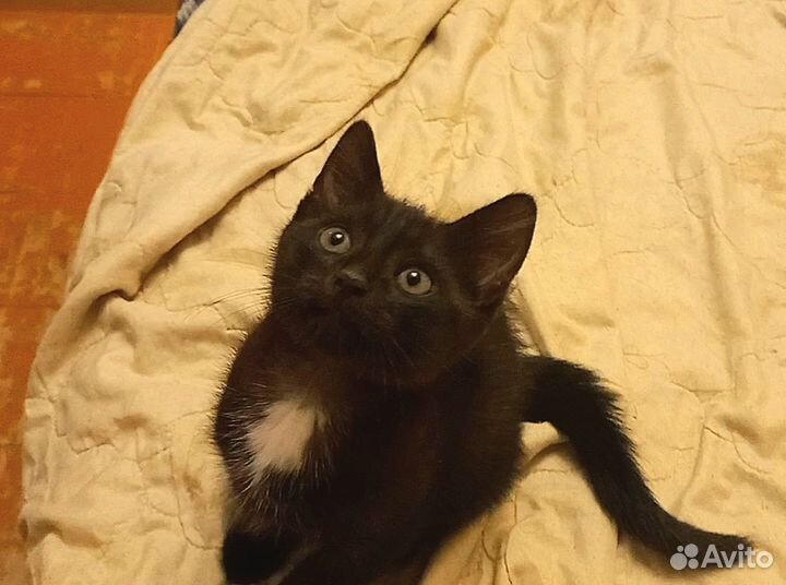 Котёнок в добрые руки