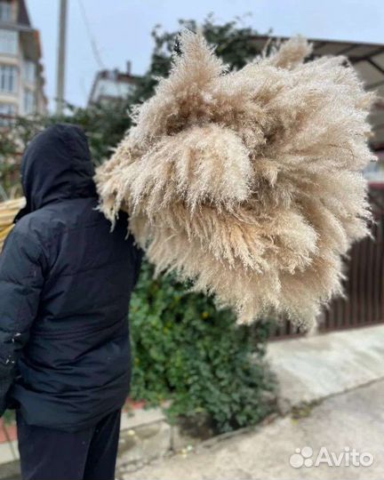 Пампас 2023. Сухоцветы