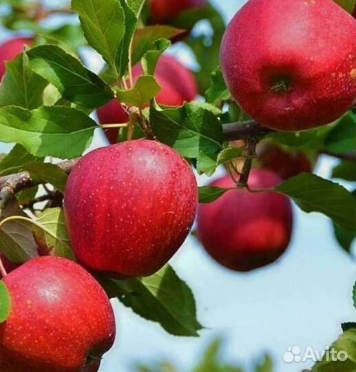 Саженцы яблони Веньяминовское