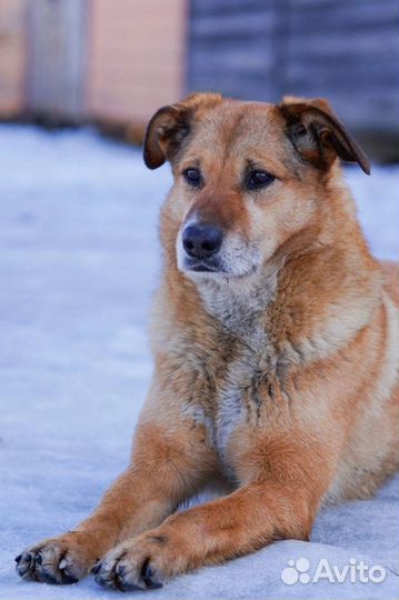 Собака Мандаринка из приюта ищет дом