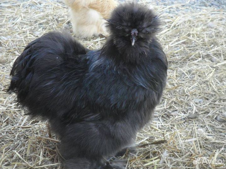 Китайские шелковые петушки