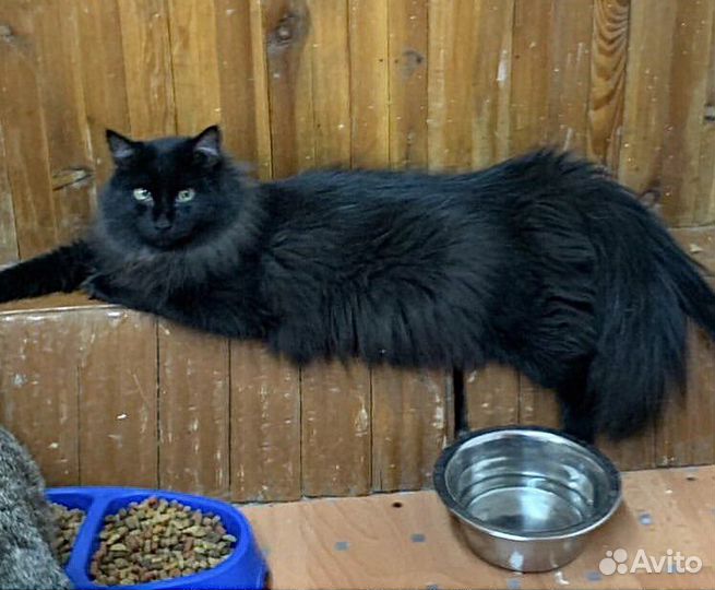 Кот-песец - кастрирован, привит в дар