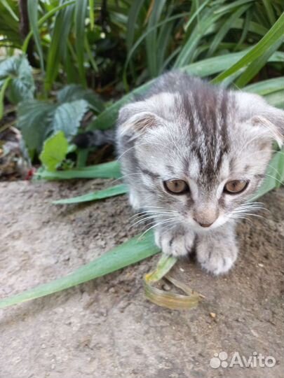 Вислоухий кот