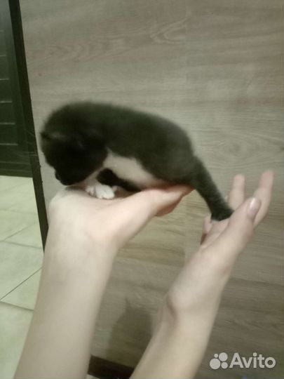 Отдам котят