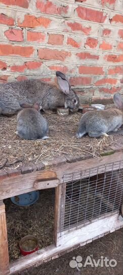 Кролики мясных пород