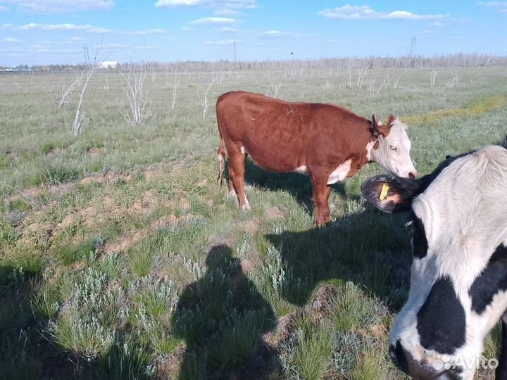 Корова на мясо