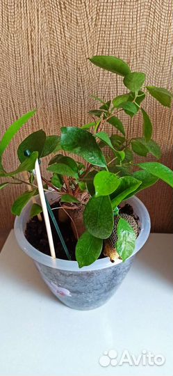 Фикус микрокарпа бонсай – миниатюрное дерево