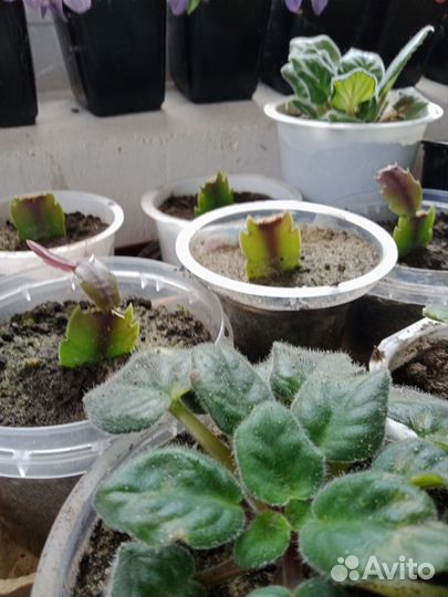 Цветок Декабрист, укоренённые отростки