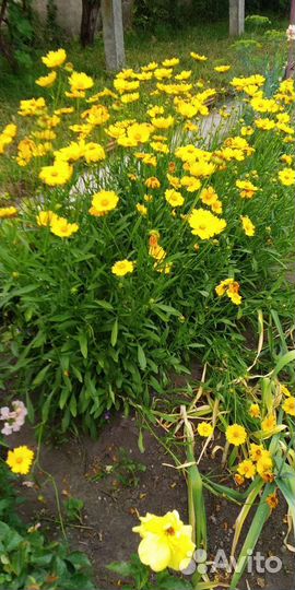 Голубая ромашка, банан, хоста