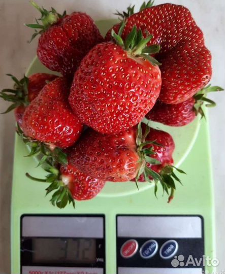 Рассада клубники