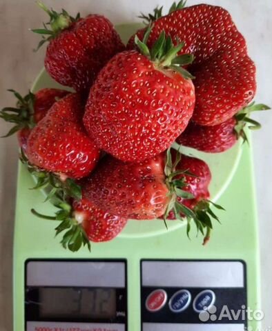 Рассада клубники