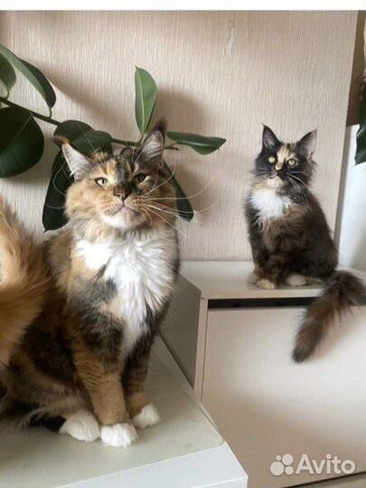 Трехцветная кошечка мейнкун