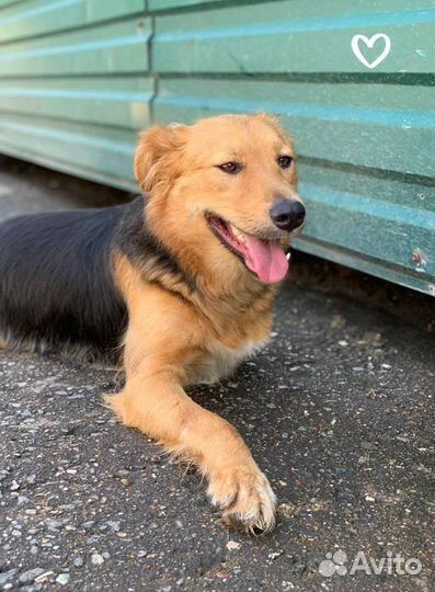 Собака Мотя в добрейшие руки