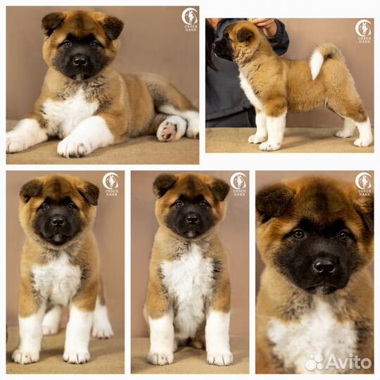 Щенки Американской акиты из питомника