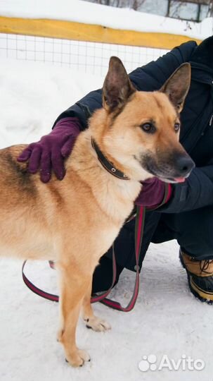 Молодой послушный пес пропадает в приюте