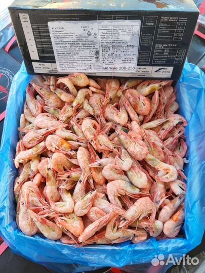 Креветка углохвостая