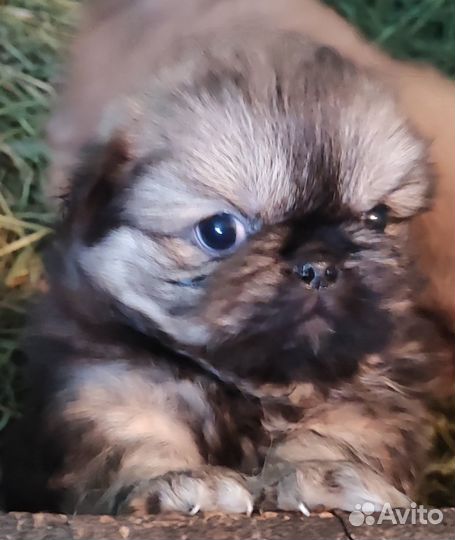 Мальчик 2 месяца