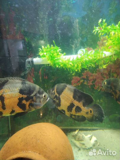 Аквариумые рыбки