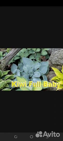 Хосты бордюрные