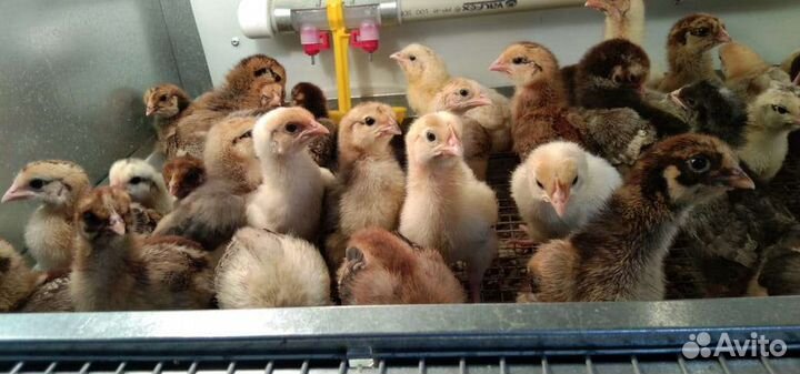 Цыплята домашние