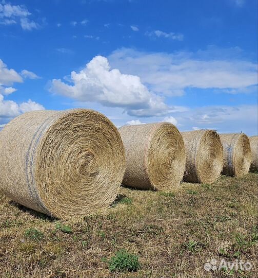 Продам сено в рулонах