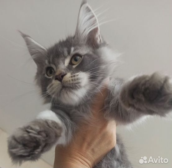 Мейн-кун кот