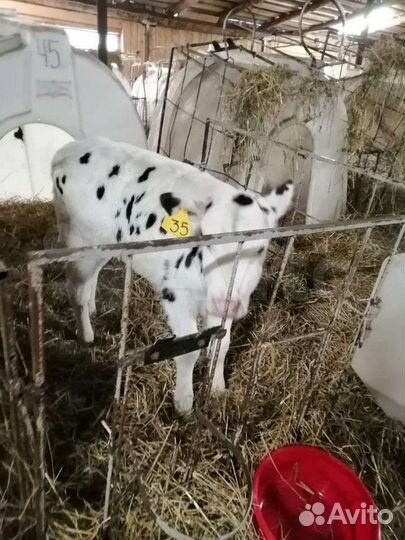 Идеальные телята для откорма