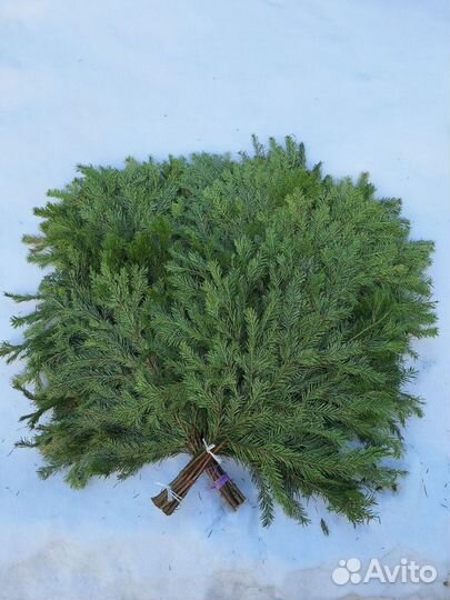 Веники для бани Только оптом от 100шт