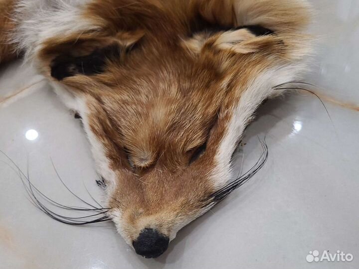 Шкура лисы