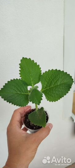 Мята комнатная