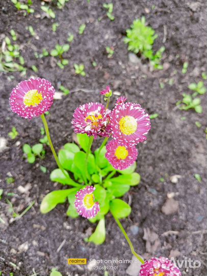 Многолетние садовые цветы