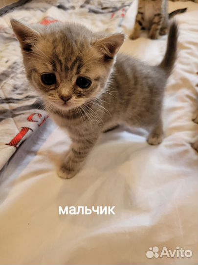 Шотландские котята