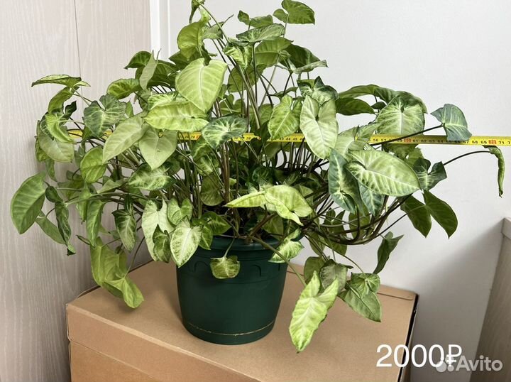 Сингониум в ассортименте