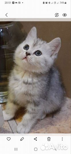 Котятки шотландцы красотулечки