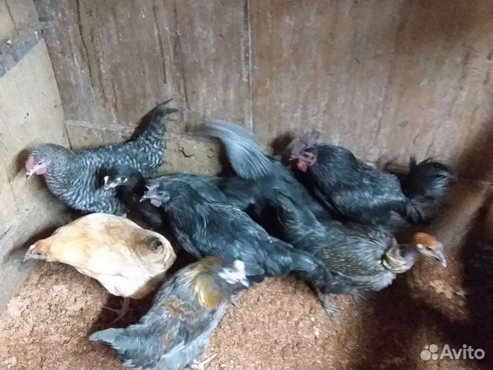 Продам петухов,яйцо на инкубацию