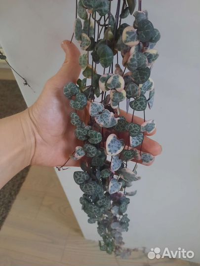 Церопегия вуда вариегатная