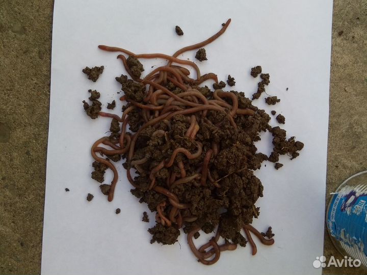 Черви для рыбалки. До 21-00