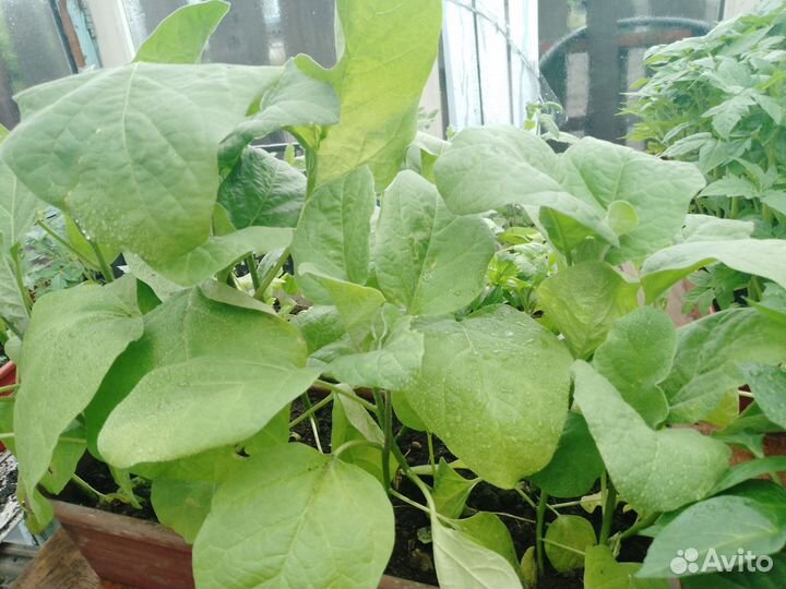 Рассада помидоры, огурцы, баклажаны, перцы