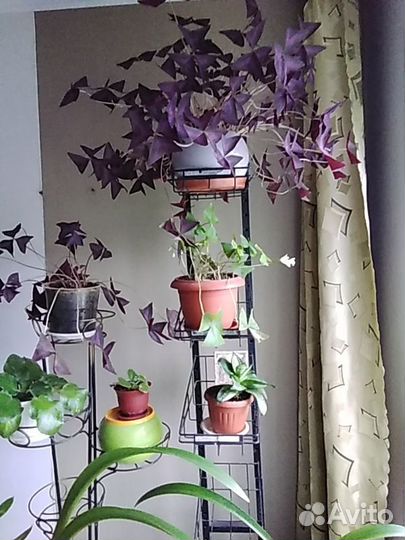Комнатные цветы