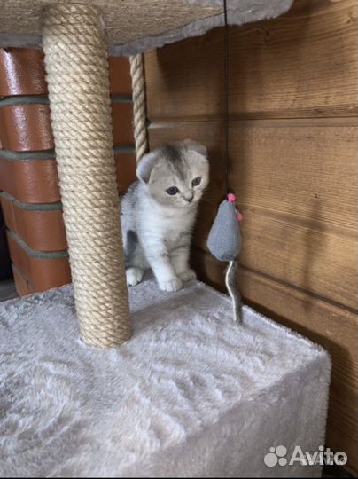 Шотландские вислоухие котята