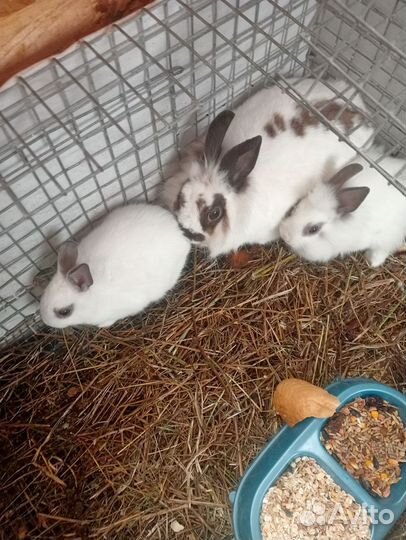 Декоративные карликовые кролики