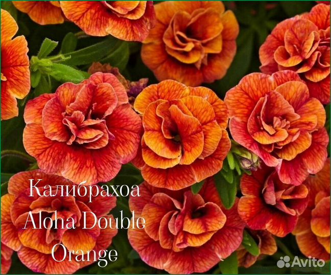 Калибрахоа рассада