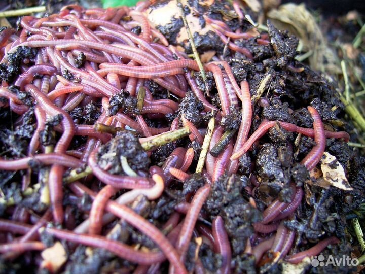Черви калифорнийские