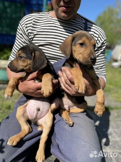 Собака в добрые руки для охоты