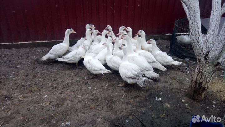 Молодые индоутки 3 месяца