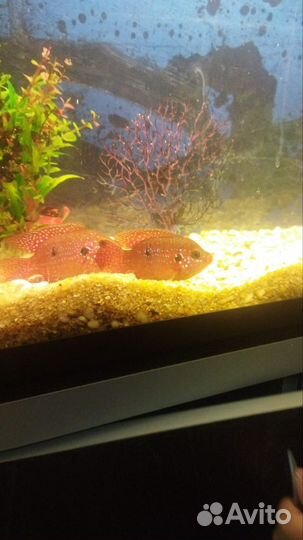 Хемихромис красный