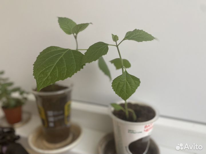 Клеродендрум филиппинский