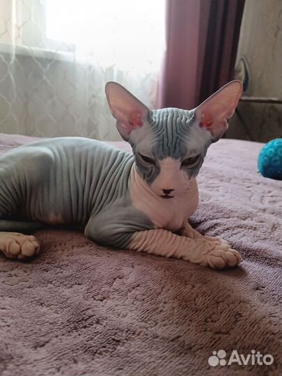 Канадский сфинкс